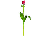 Tulpe "Deluxe" rot H 60cm, mit Knospe