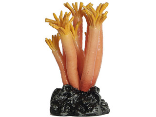 Koralle Seegurke orange 20 x 15 x 13cm