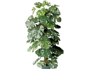 Split-Philobusch getopft H 120cm, 110 Blätter