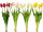 botte de tulipes "Lia" 5 pcs., l 45cm, diff. couleurs