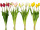 tulip bunch"Lia" 5-pcs., l 45cm, var. colors