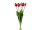Tulpenbund "Lia" 5-tlg., L 45cm, rot-pink