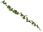 Weinlaubgirlande grün 92 Blätter, L 190cm