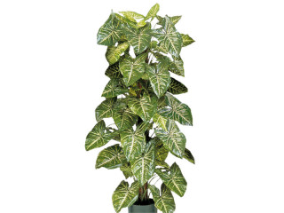 Nephtytisbusch getopft H 120cm, 110 Blätter