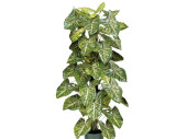 Nephtytisbusch getopft H 120cm, 110 Blätter