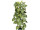 Nephtytisbusch getopft H 120cm, 110 Blätter