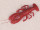 Hummer mittel orange-rot, 30 x 13cm, PVC