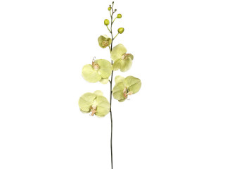 Orchidee gross grün, H 100cm, Blüten 15cm