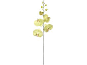 Orchidee gross grün, H 100cm, Blüten 15cm
