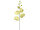 Orchidee gross grün, H 100cm, Blüten 15cm