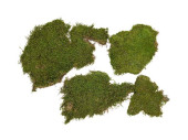 moss pieces natural 40g
