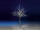 Baum braun beschneit mit LEDs, warmweiss, für Innen, h 160cm