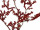 Glitter-Zweig rot, L 63cm