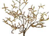 Glitter-Zweig gold, L 116cm