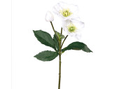 Christrose 2 Blüten/1 Knospe grün/weiss, H 35cm