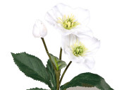 Christrose 2 Blüten/1 Knospe grün/weiss, H 35cm