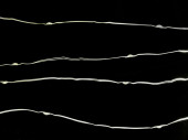 rideau filigrane micro LED, 31V IP20 pour lintérieur, ll 200 x H 250cm, 500 DELs, 20 gaines, 6.2W