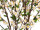 cherry blossom tree potted, cream, h 140cm, 714 blossoms