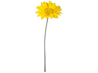 Gerbera XL, H 105cm, Blüte  Ø 30cm, gelb