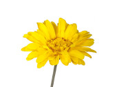 Gerbera XL, H 105cm, Blüte  Ø 30cm, gelb