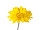Gerbera XL, H 105cm, Blüte  Ø 30cm, gelb