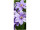 Textilbanner Clematis-Blüten 75x180cm, lavendel/grün Schlauchnaht oben+unten