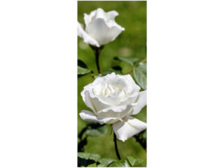 Textilbanner 2 weisse Rosen 75x180cm, grün/weiss Schlauchnaht oben+unten
