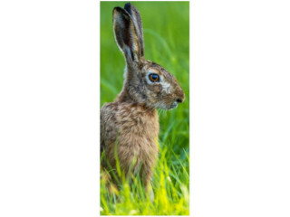 Textilbanner "Hase im Gras" 75 x 180cm, braun/grün, Schlauchnaht oben+unten