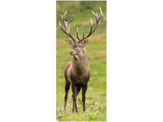 Textilbanner Hirsch/Wiese 75x180cm, braun/grün Schlauchnaht oben+unten