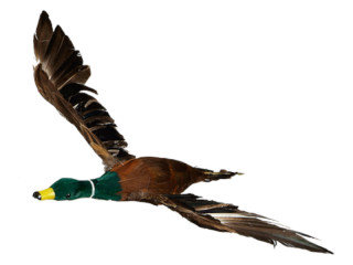duck flying small brown, 50 x 32cm, plastic/feathers