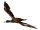 canard volant petit brun, 50 x 32cm, plastique/plumes