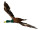 Ente fliegend klein braun, 50 x 32cm, Kunststoff/Federn