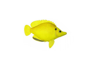 fish "tropic", yellow, big l 23 x h 20cm