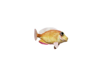 Fisch "Tropic", lachs-rot, klein L 16 x H 10cm