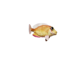 poisson "tropic" saumon-rouge, petit l 16 x h 10cm
