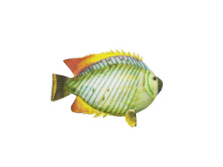 poisson "tropic", vert/orange, grand l 23 x h 20cm