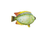 Fisch Tropic grün/orange gr. L 23 x H 20cm