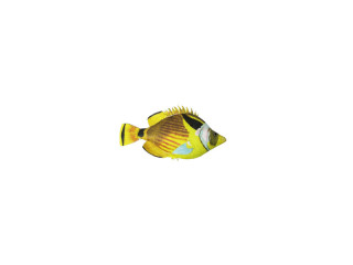 Fisch "Tropic", gelb/bunt, klein L 16 x H 10cm