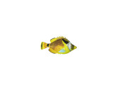 poisson "tropic", jaune/coloré, petit l...
