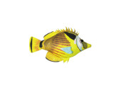 fish "tropic", yellow/colorful, big l 23 x h 20cm