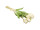 Tulpenstrauss "Royal" 7-tlg., H 38cm, Ø 20cm, 7 Blüten (4 offen, 3 zu), weiss