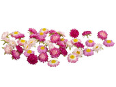 Strohblumen-Blüten 36-tlg. Ø 5cm, rosa/pink