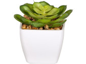 succulente "Echeveria" en pot, vert/blanc,...