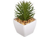 succulent "Rhipsalis" in pot, green/white,...