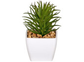 succulent "Rhipsalis" in pot, green/white,...