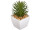 succulente "Rhipsalis" en pot, vert/blanc, Ø 7,5 x h 14cm