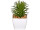 succulente "Rhipsalis" en pot, vert/blanc, Ø 7,5 x h 14cm