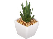 succulente "Aloe Vera" en pot, vert/blanc,...