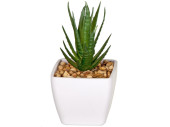 succulente "Aloe Vera" en pot, vert/blanc,...