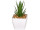 succulente "Aloe Vera" en pot, vert/blanc, Ø 7,5 x h 14cm